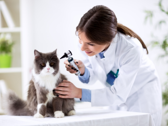 Veterinarian Business Loans and Financing